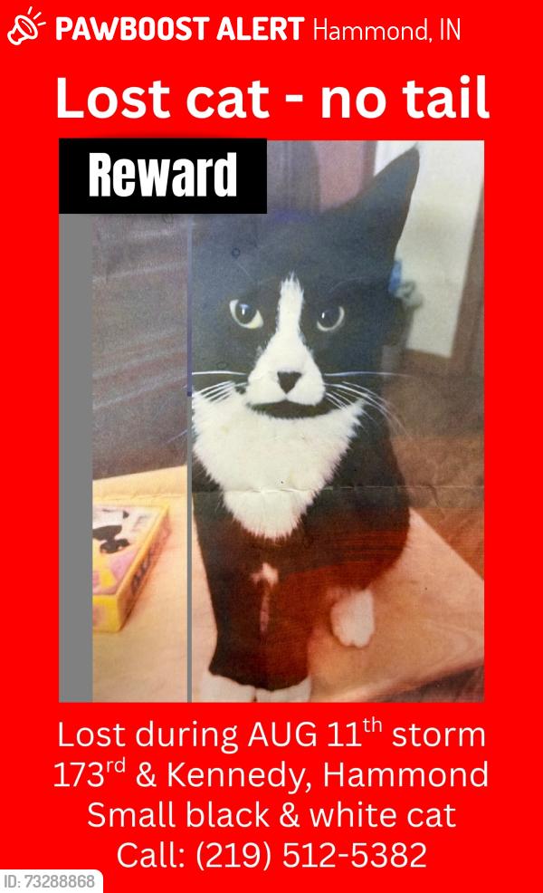 Lost Unknown Cat last seen 173rd & Kennedy, Hammond, IN 46323