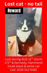 Lost Unknown Cat last seen 173rd & Kennedy, Hammond, IN 46323