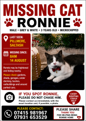 Lost Male Cat last seen Pillmere green, Pillmere, England 