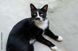 Lost Female Cat last seen 62nd and mcgee st Kansas City mo, Kansas City, MO 64113
