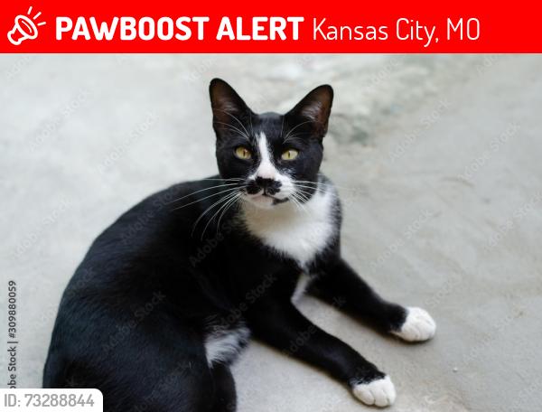 Lost Female Cat last seen 62nd and mcgee st Kansas City mo, Kansas City, MO 64113