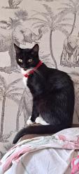 Reunited Unknown Cat last seen Birmingham New road wolverhampton, West Midlands, England WV2