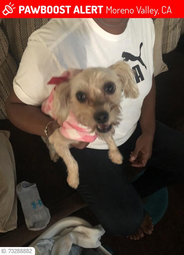 Lost Female Dog last seen Nason, Moreno Valley, CA 92553