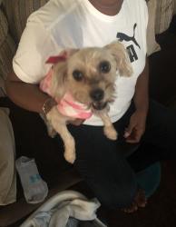 Lost Female Dog last seen Nason, Moreno Valley, CA 92553
