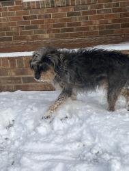 Reunited Female Dog last seen West lake road and belles lake road, Apex, NC 27539