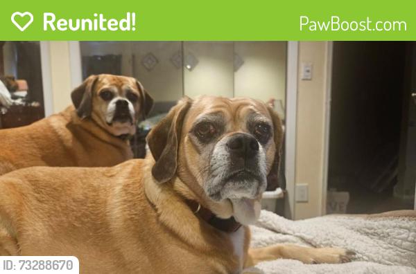 Reunited Female Dog last seen Near Jerusalem Ave & 135, Seaford, NY 11783
