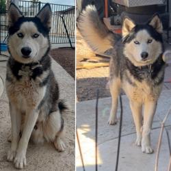 Lost Male Dog last seen 43rd Ave W Carol Avenue, Phoenix, AZ 85051