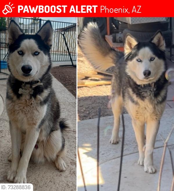 Lost Male Dog last seen 43rd Ave W Carol Avenue, Phoenix, AZ 85051