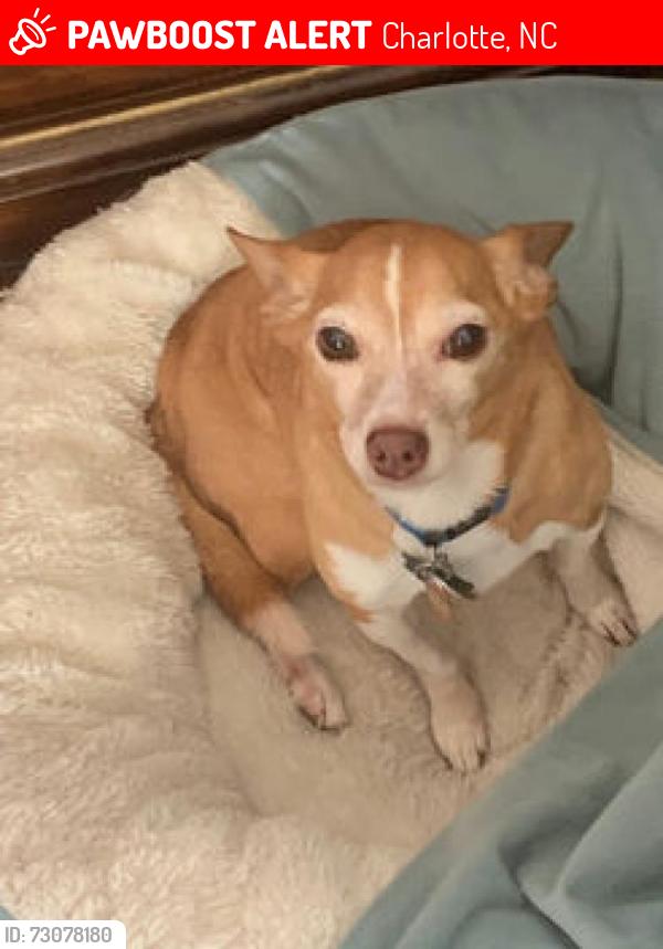 Lost Male Dog last seen Kingman Dr., South Tryon St., Charlotte, NC 28217