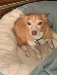 Lost Male Dog last seen Kingman Dr., South Tryon St., Charlotte, NC 28217