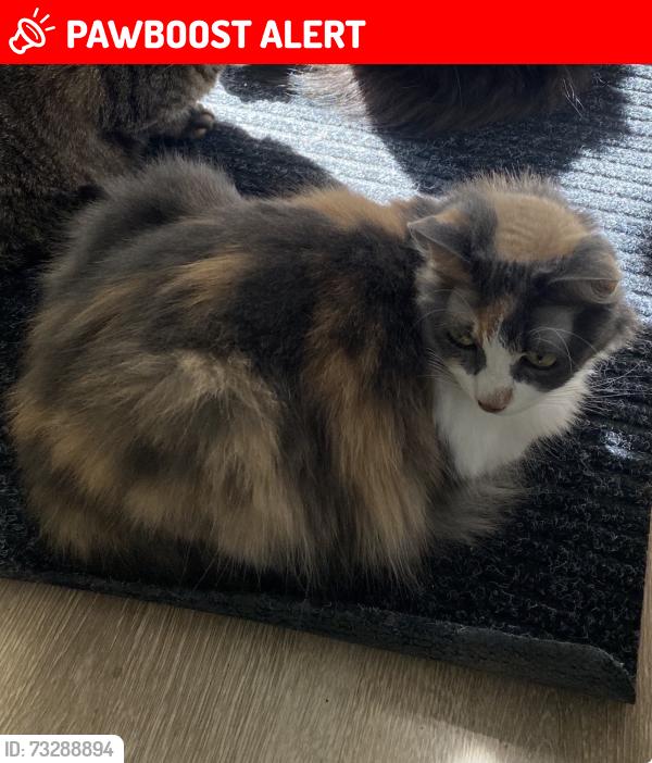 Lost Female Cat last seen Circle View Elementery, Huntington Beach, CA 92647