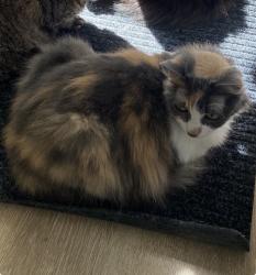 Lost Female Cat last seen Circle View Elementery, Huntington Beach, CA 92647