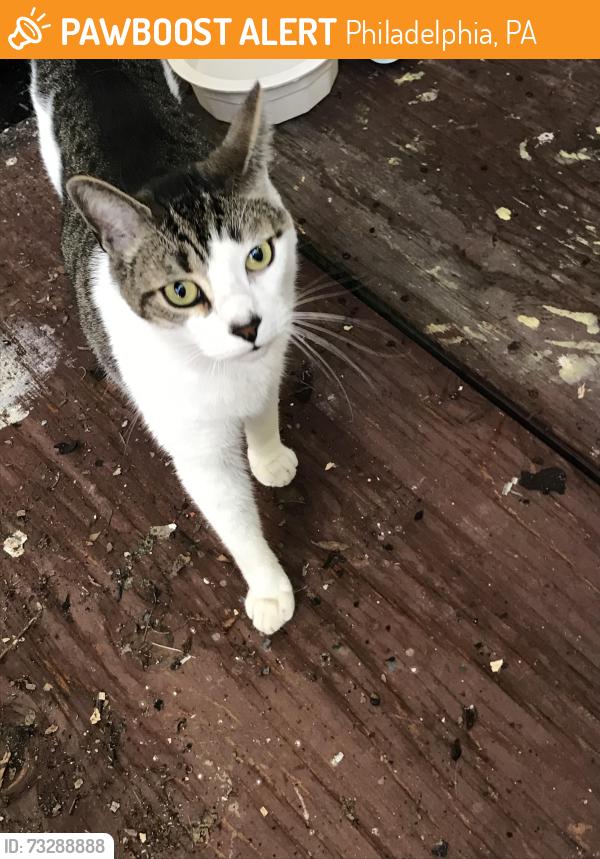 Found/Stray Unknown Cat last seen Driveway behind 1300 Foulkrod St, Philadelphia, PA 19124