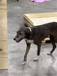 Found/Stray Female Dog last seen Tot Dellinger Rd., Cherryville, NC 28021