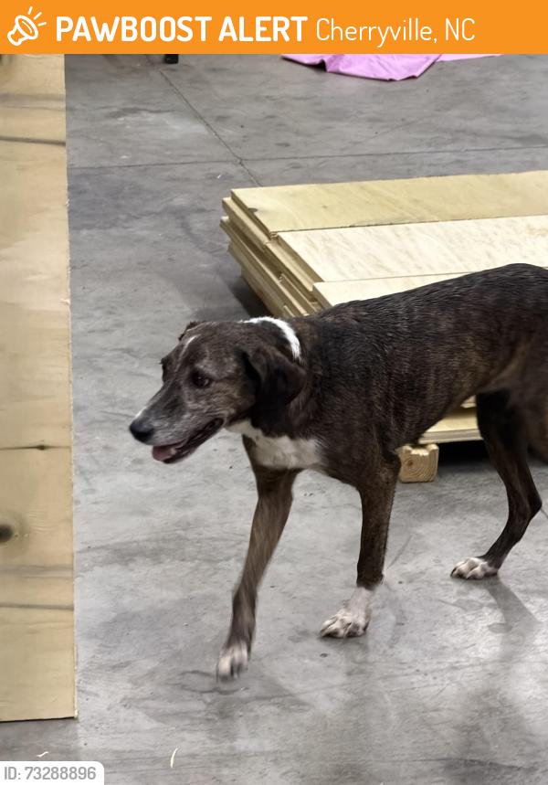 Found/Stray Female Dog last seen Tot Dellinger Rd., Cherryville, NC 28021