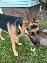 Found/Stray Male Dog last seen Fulton and 8th, Canton, OH 44709