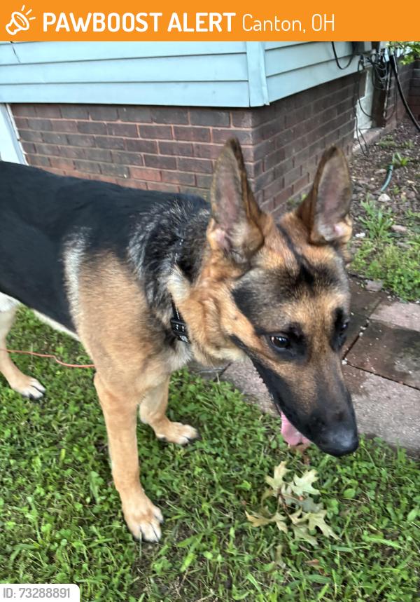 Found/Stray Male Dog last seen Fulton and 8th, Canton, OH 44709