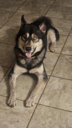 Reunited Male Dog last seen Davidson Road and Stateline road, Olive Branch, MS 38654