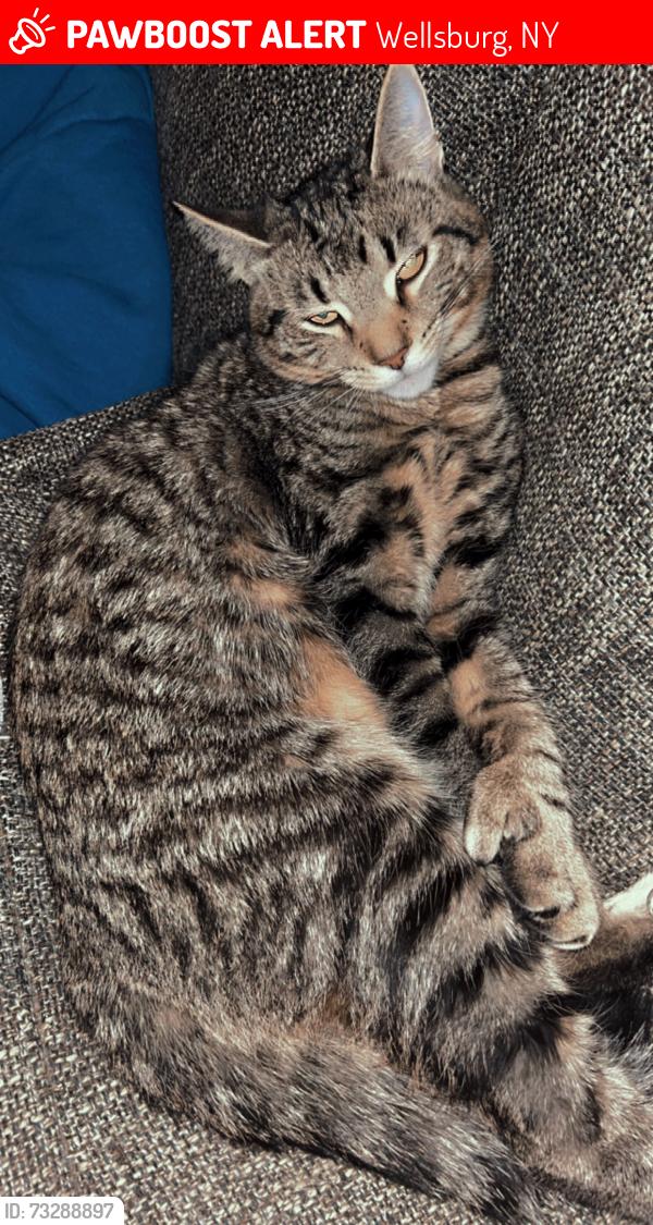 Lost Male Cat last seen Wellsburg ny, Wellsburg, NY 14894