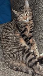 Lost Male Cat last seen Wellsburg ny, Wellsburg, NY 14894