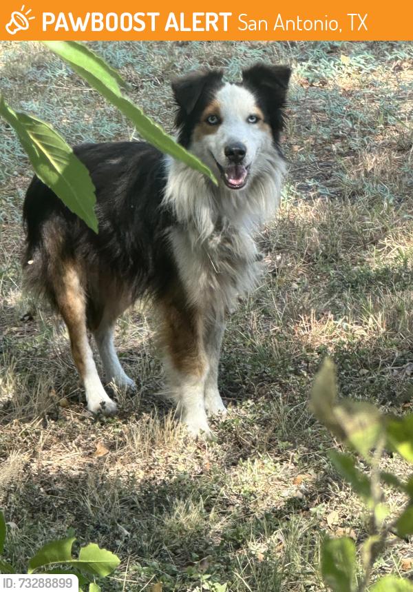 Found/Stray Unknown Dog last seen Near TEXXX adult store, San Antonio, TX 78219