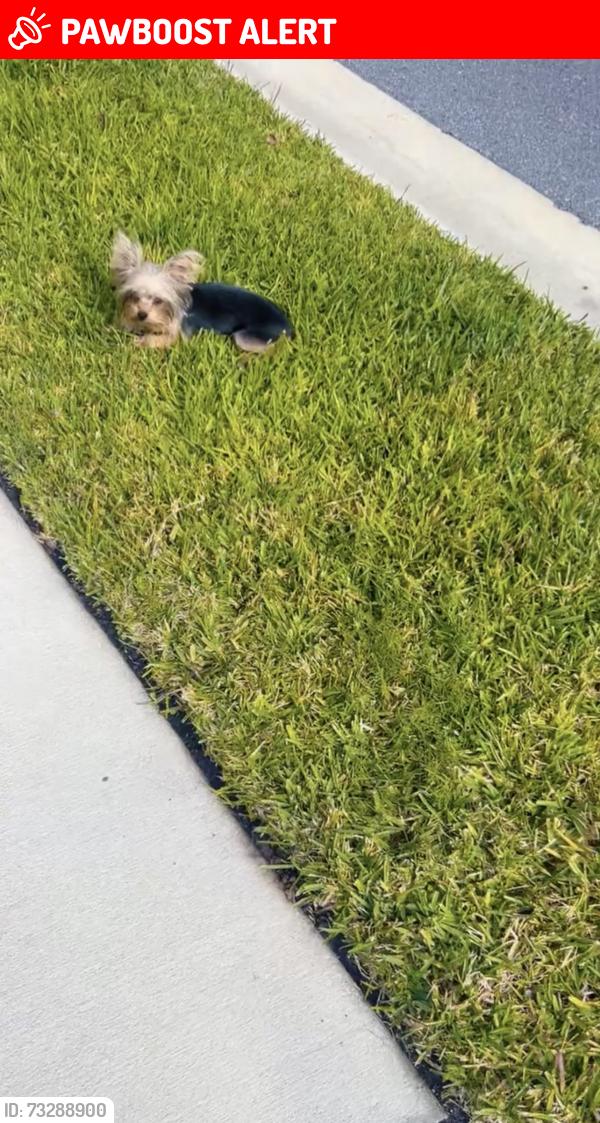 Lost Male Dog last seen Morgans cove, St. Johns County, FL 32084