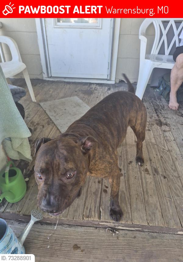Lost Male Dog last seen Near hey and young, Warrensburg, MO 64093