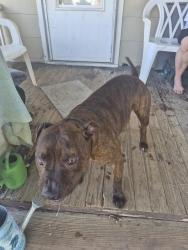 Lost Male Dog last seen Near hey and young, Warrensburg, MO 64093