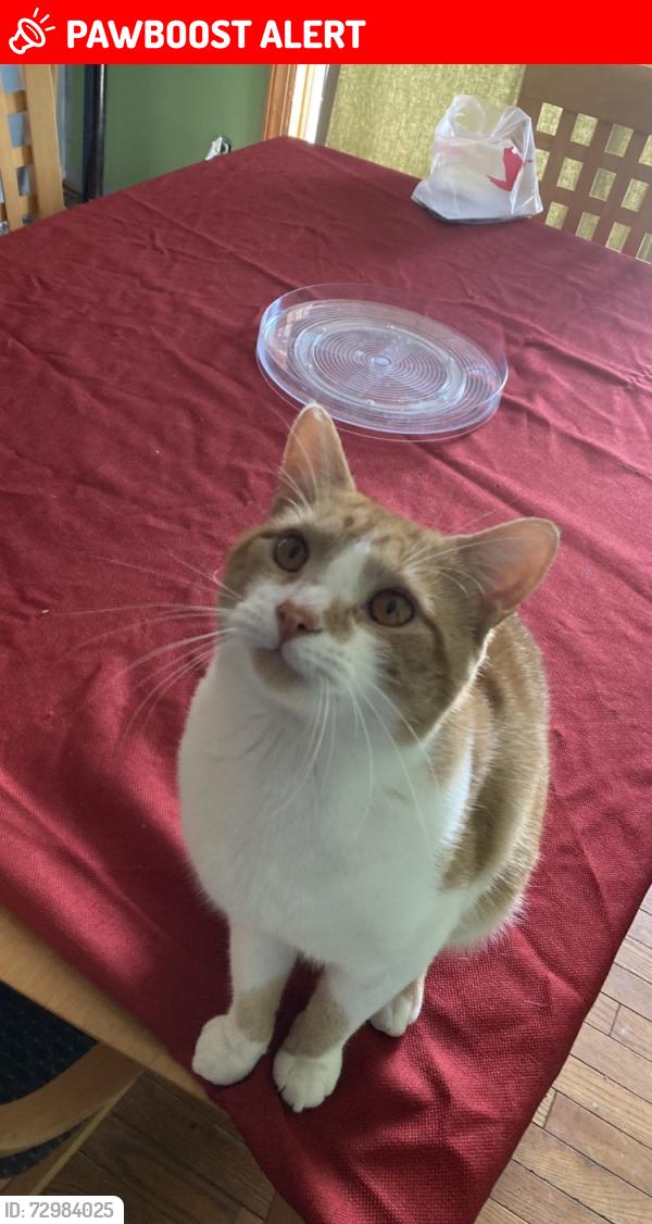 Lost Male Cat last seen Center for Animal Health and Welfare, Williams Township, PA 18042