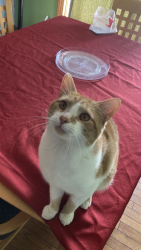 Lost Male Cat last seen Center for Animal Health and Welfare, Williams Township, PA 18042