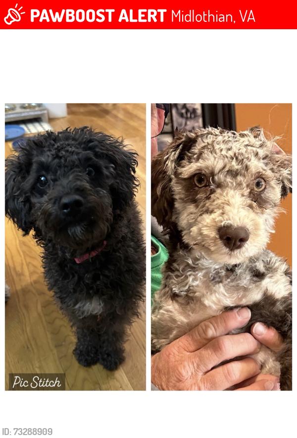 Lost Female Dog last seen Bayhill Point, Midlothian, VA 23112