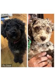 Lost Female Dog last seen Bayhill Point, Midlothian, VA 23112