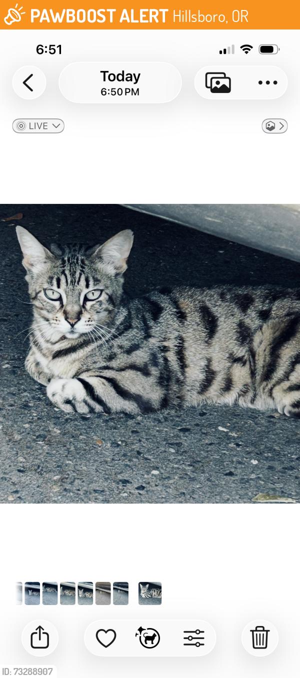 Found/Stray Unknown Cat last seen 18th avenue, Hillsboro, OR 97124