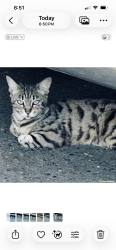 Found/Stray Unknown Cat last seen 18th avenue, Hillsboro, OR 97124