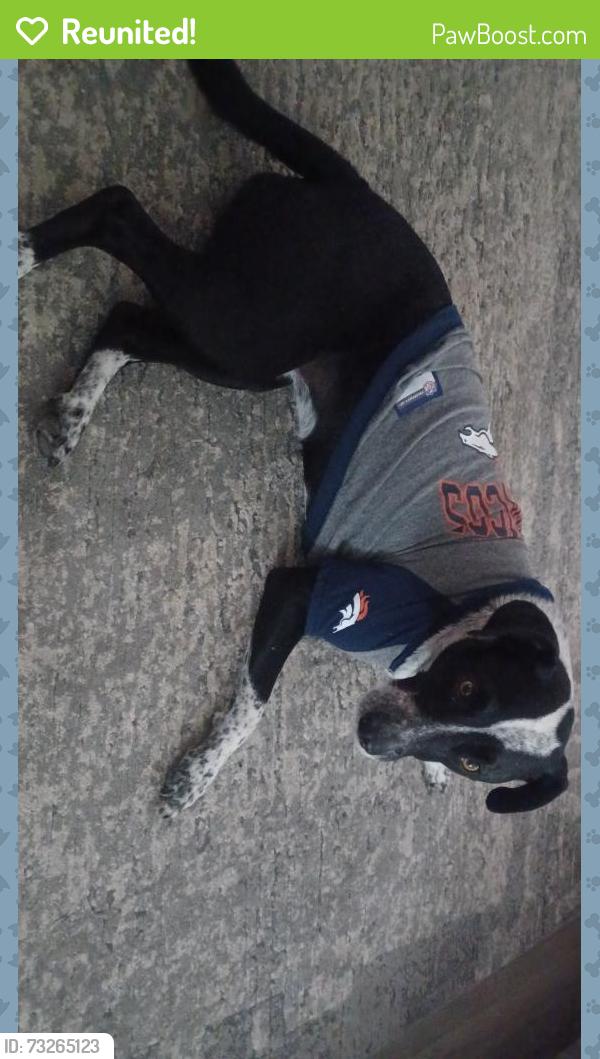 Reunited Female Dog last seen Hw 52 cr 19 Fort.Lupton co, Fort Lupton, CO 80621