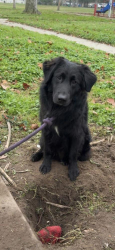 Lost Male Dog last seen Seen running towards the fields by the canal, City of Atwater, CA 95301