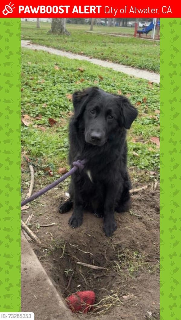 Lost Male Dog last seen Seen running towards the fields by the canal, City of Atwater, CA 95301