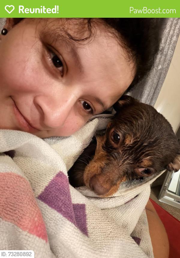 Reunited Male Dog last seen Cage park / 51 Maplewood, Chicago, IL 60632