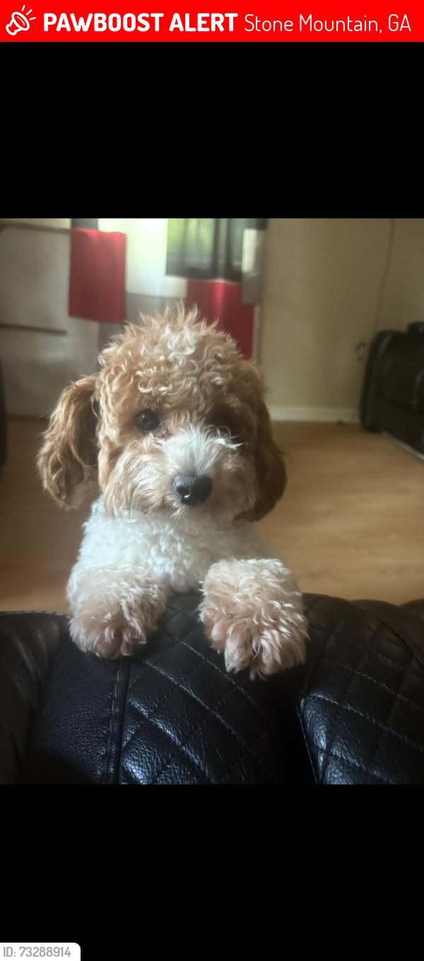 Lost Female Dog last seen Georgia, Stone Mountain, GA 30088