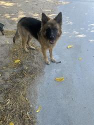 Found/Stray Unknown Dog last seen maylon and chapae l n, Apple Valley, CA 92307
