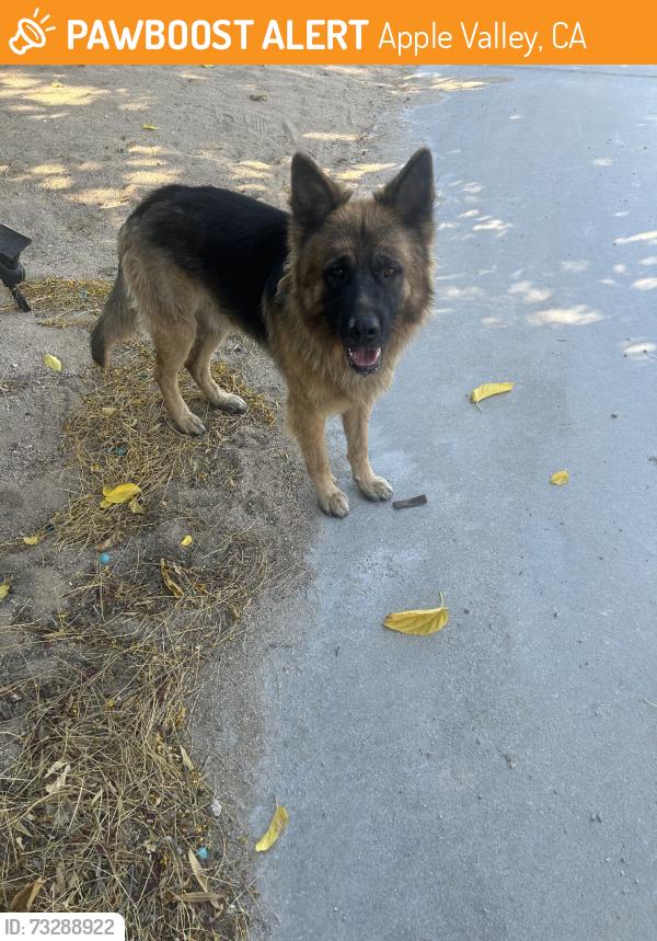 Found/Stray Unknown Dog last seen maylon and chapae l n, Apple Valley, CA 92307