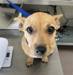 Shelter Stray Female Dog last seen DEL ROSA AVE, 333 Chandler Pl, San Bernardino, CA 92408, USA