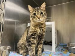 Shelter Stray Female Cat last seen Near BLOCK N 26TH ST, 3839 W Burnham St, West Milwaukee, WI 53215, USA