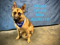 Shelter Stray Male Dog last seen , West Valley Animal Shelter, 20655 Plummer St, Chatsworth, CA 91311, USA