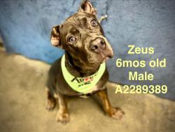 Shelter Stray Male Dog last seen , West Valley Animal Shelter, 20655 Plummer St, Chatsworth, CA 91311, USA