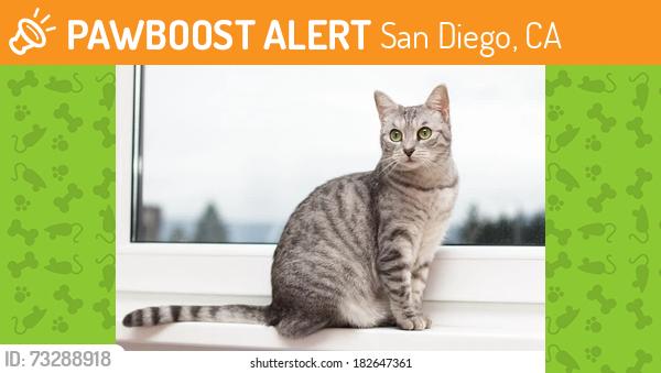 Found/Stray Unknown Cat last seen Charing and Balboa, San Diego, CA 92117