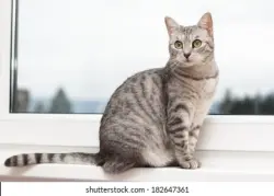 Found/Stray Unknown Cat last seen Charing and Balboa, San Diego, CA 92117