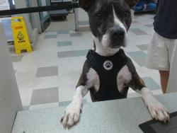 Shelter Stray Female Dog last seen HWY 77 AND N LINCOLN BLVD, 2811 SE 29th St, Oklahoma City, OK 73129, USA