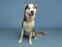 Shelter Stray Male Dog last seen 35TH AVE/INDIAN SCHOOL, 5501 E Van Buren St, Phoenix, AZ 85008, USA