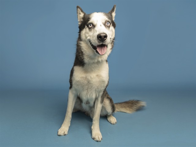 Shelter Stray Male Dog last seen 35TH AVE/INDIAN SCHOOL, 5501 E Van Buren St, Phoenix, AZ 85008, USA